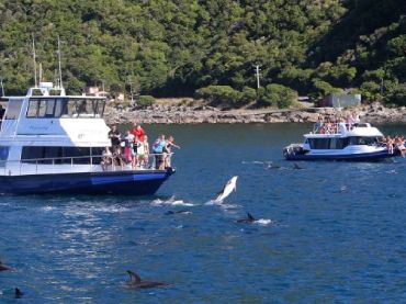 Dolphin Encounter