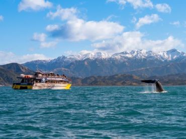 Whale Watch